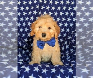 Cavachon-Poodle (Miniature) Mix Puppy for sale in AIRVILLE, PA, USA