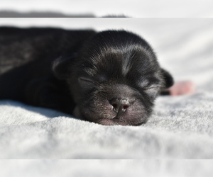 Shih Tzu Puppy for sale in PALM COAST, FL, USA