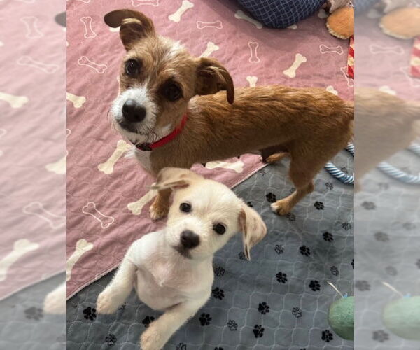 Medium Photo #2 Border Terrier-Unknown Mix Puppy For Sale in Williamsburg, NM, USA