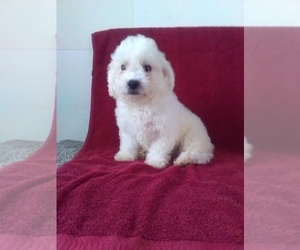 Bichon Frise Puppy for sale in MILLERSBURG, OH, USA