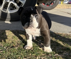 English Bulldog Puppy for sale in PALMDALE, CA, USA