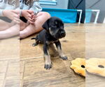 Small #1 Great Dane Mix