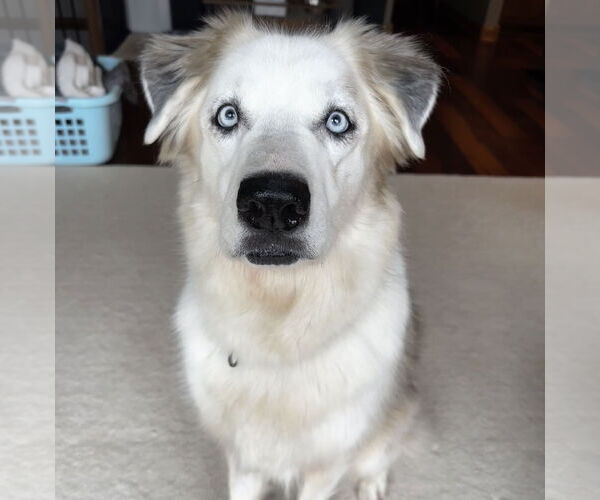 Medium Photo #4 Great Pyrenees-Unknown Mix Puppy For Sale in Brooklyn Center, MN, USA