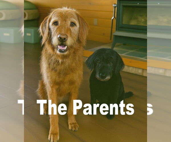 Medium Photo #3 Golden Retriever Puppy For Sale in Grovertown, IN, USA