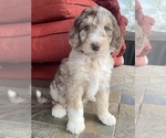 Puppy 4 Aussie-Poo-Aussiedoodle Mix