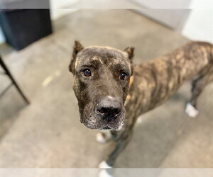 Presa Canario Dogs for adoption in Tavares, FL, USA