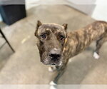 CLIFF - Male Presa Canario Dog for Adoption - Small photo