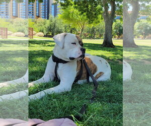American Pit Bull Terrier-Unknown Mix Dogs for adoption in Chandler, AZ, USA