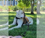 Small American Pit Bull Terrier Mix