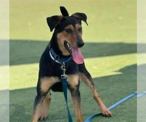 German Shepherd Dog-Unknown Mix Dogs for adoption in Martinez, CA, USA