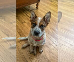 Mutt Dogs for adoption in Garden City, NY, USA