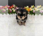 Puppy Morkie Morkie