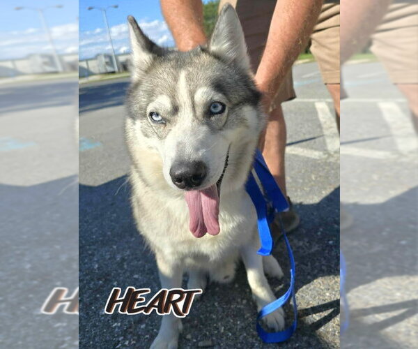 Medium Photo #1 Siberian Husky Puppy For Sale in Severn, MD, USA