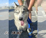 Small Siberian Husky