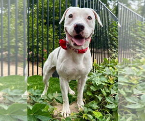 Poppy - Female American Pit Bull Terrier-Unknown Mix Dog for Adoption - Photo #2