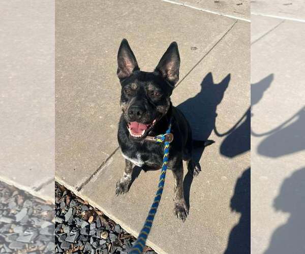 Medium Photo #2 German Shepherd Dog-Unknown Mix Puppy For Sale in Rowlett, TX, USA