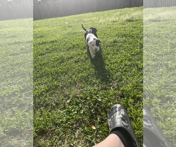 Medium Photo #5 Boxer-Unknown Mix Puppy For Sale in The Woodlands, TX, USA