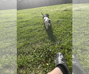 Shane Mark - Male Boxer-Unknown Mix Dog for Adoption - Photo #5