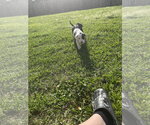 Small Photo #5 Boxer-Unknown Mix Puppy For Sale in The Woodlands, TX, USA
