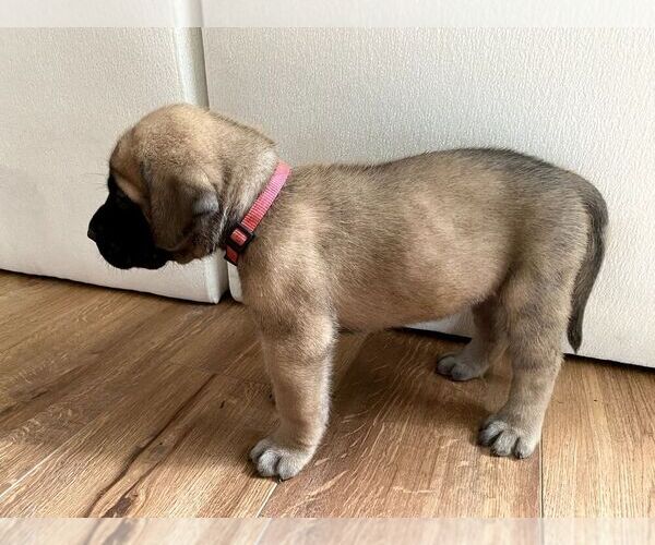 Medium Photo #13 Mastiff Puppy For Sale in CHESAPEAKE, VA, USA