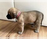 Small #12 Mastiff