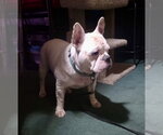 Small Photo #12 French Bulldog Puppy For Sale in Millsboro, DE, USA