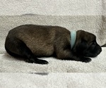 Puppy Light Blue Belgian Malinois