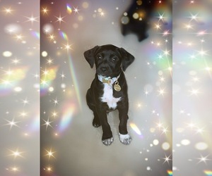 Fox Terrier (Toy)-Labrador Retriever Mix Puppy for sale in LEBANON, OH, USA
