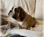 Small Photo #17 English Bulldog Puppy For Sale in JOHNS ISLAND, SC, USA