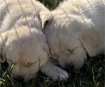 Small #2 English Cream Golden Retriever-Golden Labrador Mix