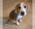 Small Beagle Mix
