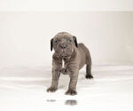 Small Photo #5 Mastiff-Neapolitan Mastiff Mix Puppy For Sale in BRISTOL, IN, USA
