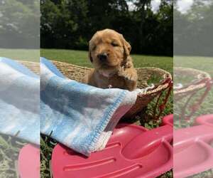 Medium Golden Retriever