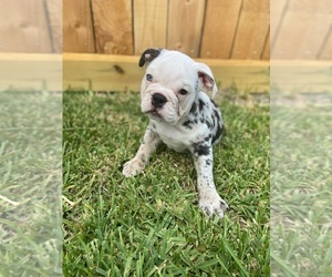 English Bulldog Puppy for sale in KATY, TX, USA