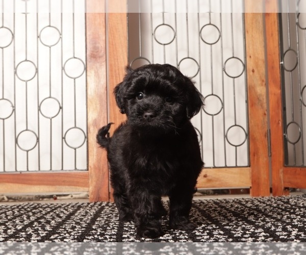 Medium Photo #3 Shih-Poo Puppy For Sale in NAPLES, FL, USA