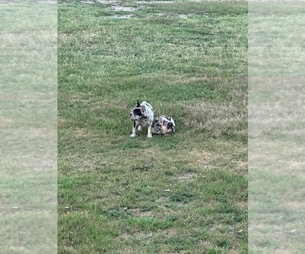 Medium Photo #7 French Bulldog Puppy For Sale in NORTH MYRTLE BEACH, SC, USA