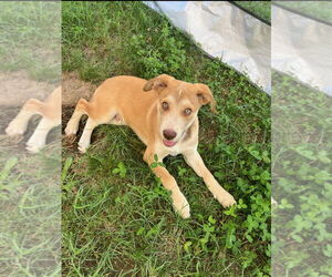 Labrador Retriever-Unknown Mix Dogs for adoption in Columbus, IN, USA