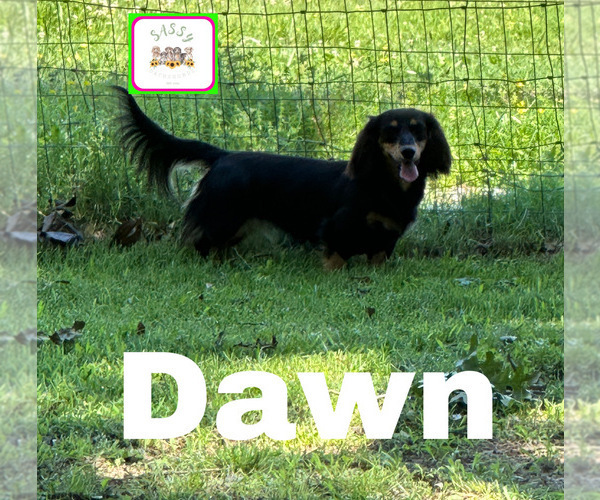 Medium Photo #1 Dachshund Puppy For Sale in BENNINGTON, OK, USA