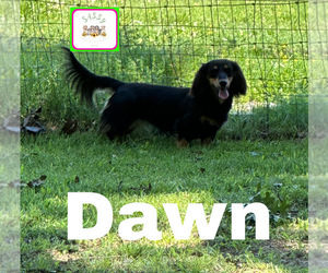 Mother of the Dachshund puppies born on 01/05/2026