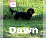 Small Photo #1 Dachshund Puppy For Sale in BENNINGTON, OK, USA