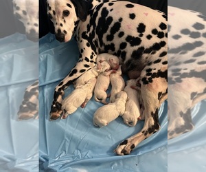 Dalmatian Puppy for sale in SPRINGTOWN, TX, USA