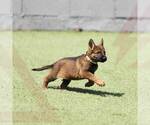 Small Photo #3 German Shepherd Dog Puppy For Sale in NORTH HOLLYWOOD, CA, USA