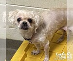 Small #1 Pekingese Mix