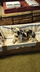 Great Dane Puppy for sale in CALHOUN, IL, USA