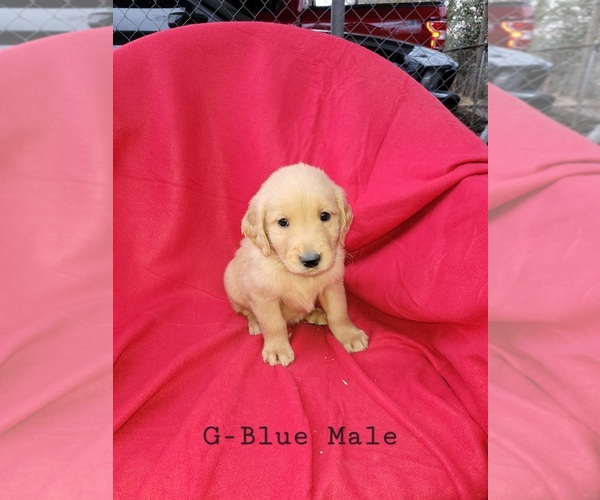 Medium Photo #4 Golden Retriever Puppy For Sale in HODGENVILLE, KY, USA