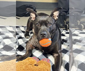 American Staffordshire Terrier-Unknown Mix Dogs for adoption in Perth Amboy, NJ, USA