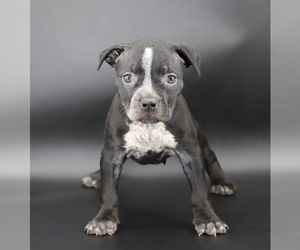 American Bully Puppy for sale in CHAMPAIGN, IL, USA