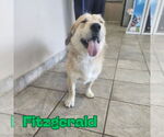 Small #4 Dachshund-Labrador Retriever Mix
