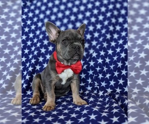 French Bulldog Puppy for sale in QUARRYVILLE, PA, USA
