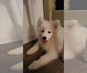 Samoyed Puppy for sale in JERSEY CITY, NJ, USA